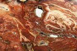 Colorful, Polished Petrified Wood Slab - Cherry Creek, NV #253125-1